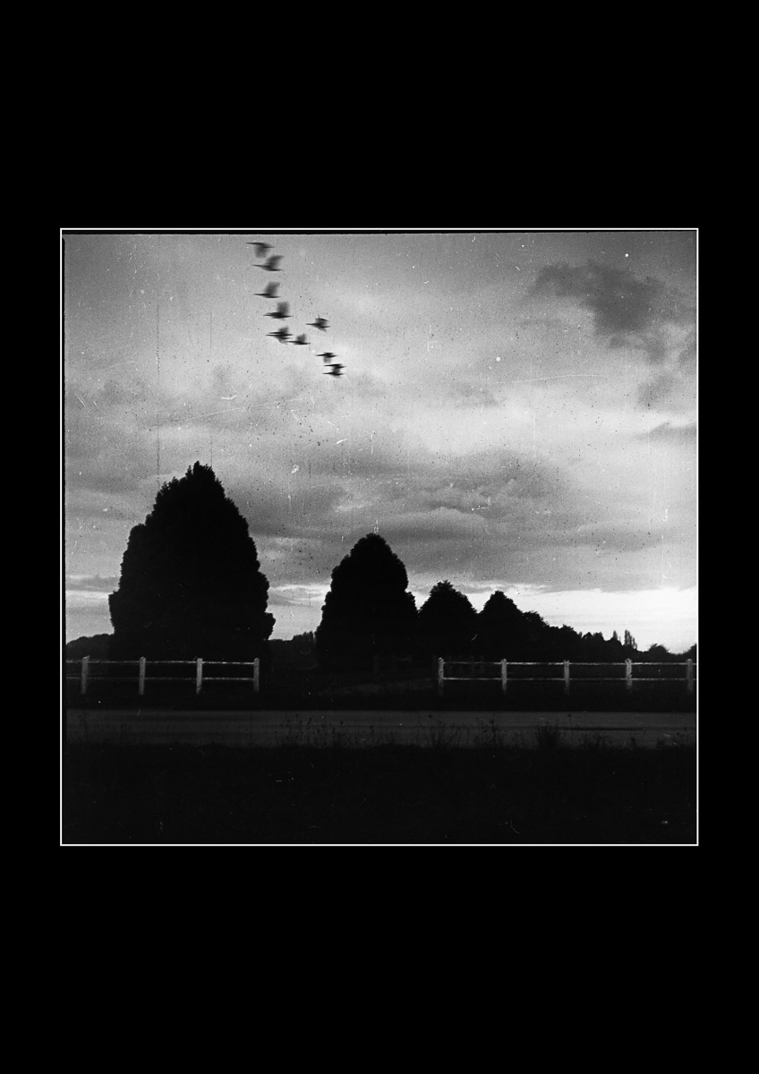 Moody black and white photo Autumn bird wedge Photo Oleg Sotnik