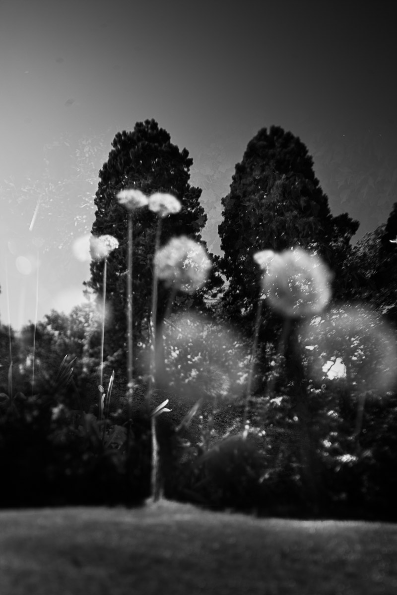 Moody black and white photo Dandelions and trees Photo Oleg Sotnik