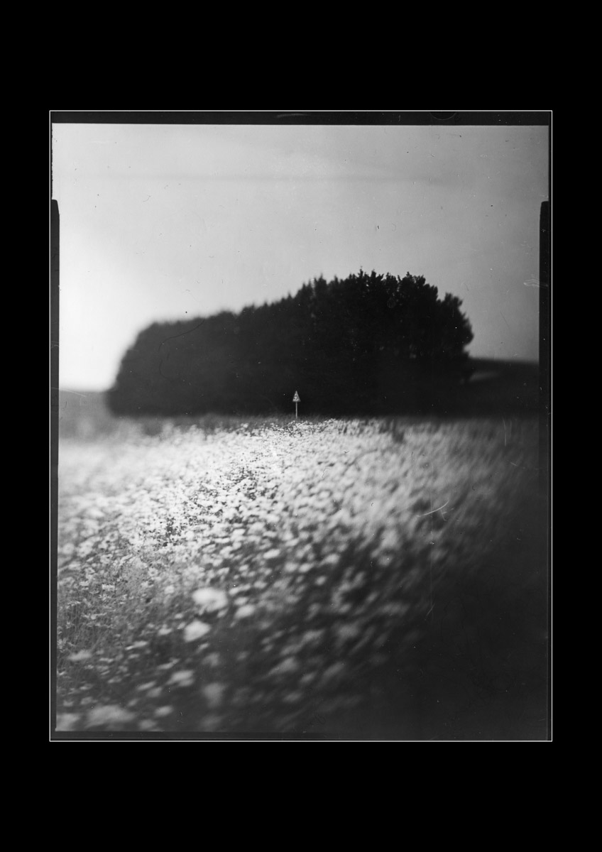 Moody black and white photo Flower field Photo Oleg Sotnik