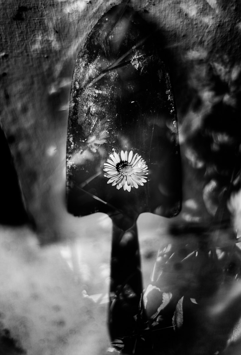 Moody black and white photo Garden chamomile Photo Oleg Sotnik