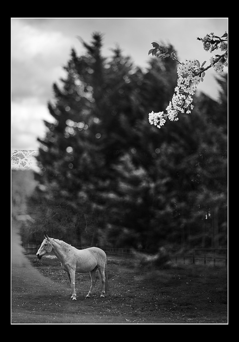 Moody black and white photo Horse and Flowering branch Photo Oleg Sotnik
