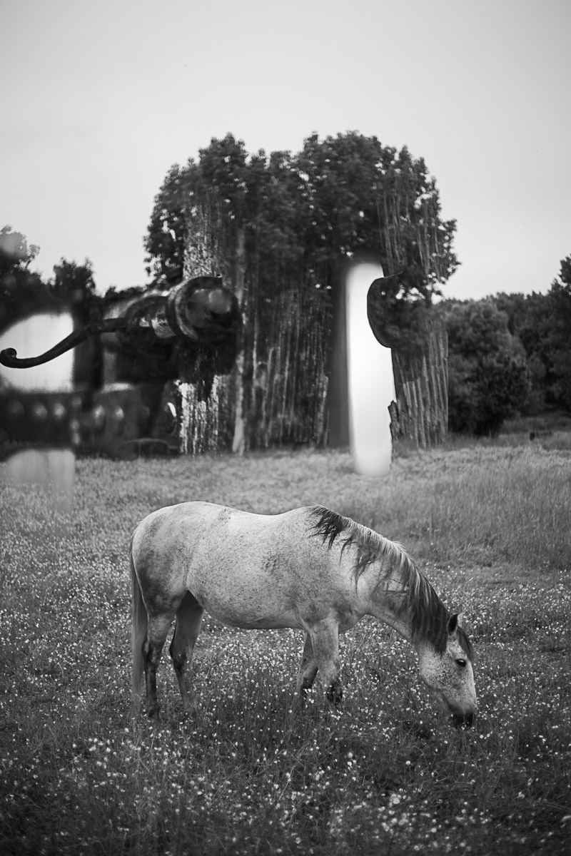 GALERIE D'ART PHOTO OLEG SOTNIK - Moody black and white photo Horse in a flower field Photo Oleg Sotnik