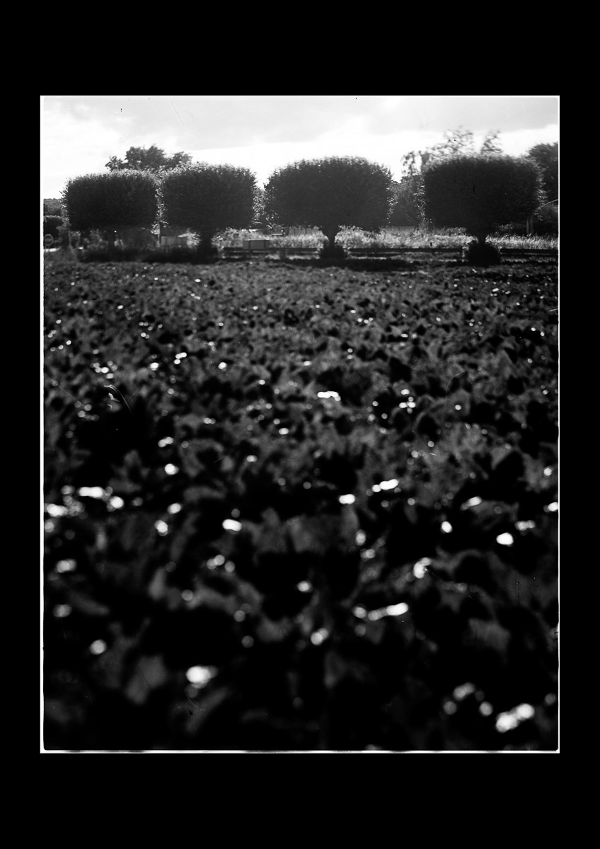 Moody black and white photo Rectangular trees Photo Oleg Sotnik